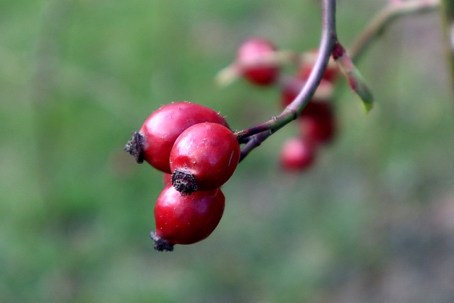 aplikacja do budżetowania wykresy wydatków na laptopie i telefonie